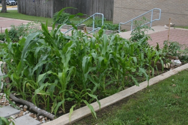corn may 19_9789